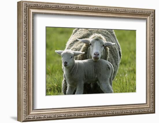 Merino Sheeps, Lamb, Dam-Ronald Wittek-Framed Photographic Print