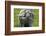 Merino Sheeps, Lamb, Dam-Ronald Wittek-Framed Photographic Print