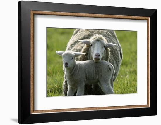 Merino Sheeps, Lamb, Dam-Ronald Wittek-Framed Photographic Print