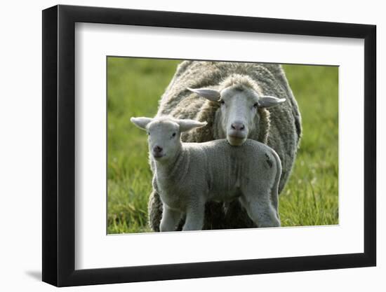 Merino Sheeps, Lamb, Dam-Ronald Wittek-Framed Photographic Print