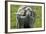 Merino Sheeps, Lamb, Dam-Ronald Wittek-Framed Photographic Print