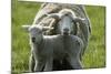 Merino Sheeps, Lamb, Dam-Ronald Wittek-Mounted Photographic Print