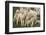 Merino Sheeps, Lambs-Ronald Wittek-Framed Photographic Print