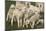 Merino Sheeps, Lambs-Ronald Wittek-Mounted Photographic Print