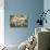 Merino Sheeps, Lambs-Ronald Wittek-Photographic Print displayed on a wall