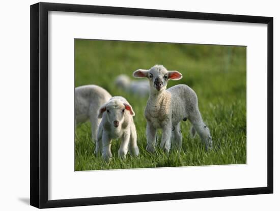 Merino Sheeps, Lambs-Ronald Wittek-Framed Photographic Print