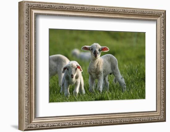 Merino Sheeps, Lambs-Ronald Wittek-Framed Photographic Print