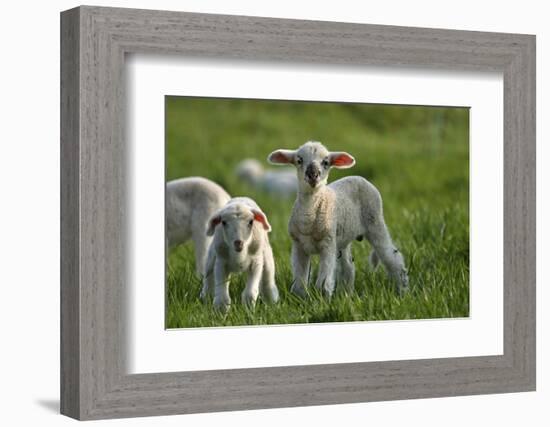 Merino Sheeps, Lambs-Ronald Wittek-Framed Photographic Print