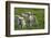 Merino Sheeps, Lambs-Ronald Wittek-Framed Photographic Print