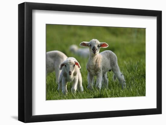 Merino Sheeps, Lambs-Ronald Wittek-Framed Photographic Print