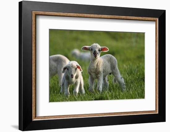 Merino Sheeps, Lambs-Ronald Wittek-Framed Photographic Print