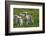 Merino Sheeps, Lambs-Ronald Wittek-Framed Photographic Print