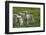 Merino Sheeps, Lambs-Ronald Wittek-Framed Photographic Print