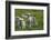 Merino Sheeps, Lambs-Ronald Wittek-Framed Photographic Print