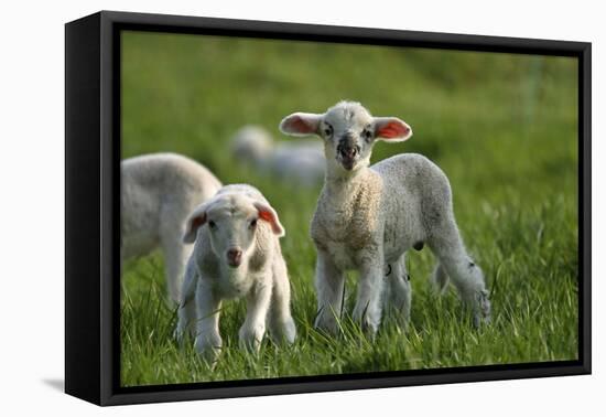 Merino Sheeps, Lambs-Ronald Wittek-Framed Premier Image Canvas