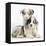 Merle Border Collie Puppies-Mark Taylor-Framed Premier Image Canvas