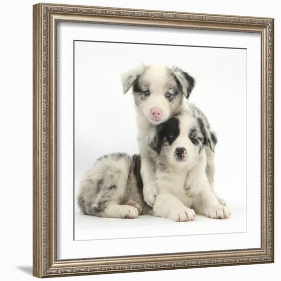 Merle Border Collie Puppies-Mark Taylor-Framed Photographic Print