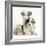 Merle Border Collie Puppies-Mark Taylor-Framed Photographic Print