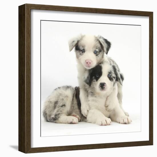 Merle Border Collie Puppies-Mark Taylor-Framed Photographic Print