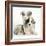 Merle Border Collie Puppies-Mark Taylor-Framed Photographic Print