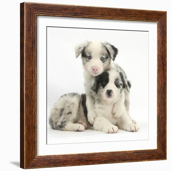 Merle Border Collie Puppies-Mark Taylor-Framed Photographic Print