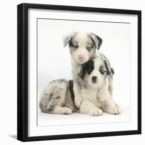 Merle Border Collie Puppies-Mark Taylor-Framed Photographic Print