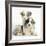 Merle Border Collie Puppies-Mark Taylor-Framed Photographic Print