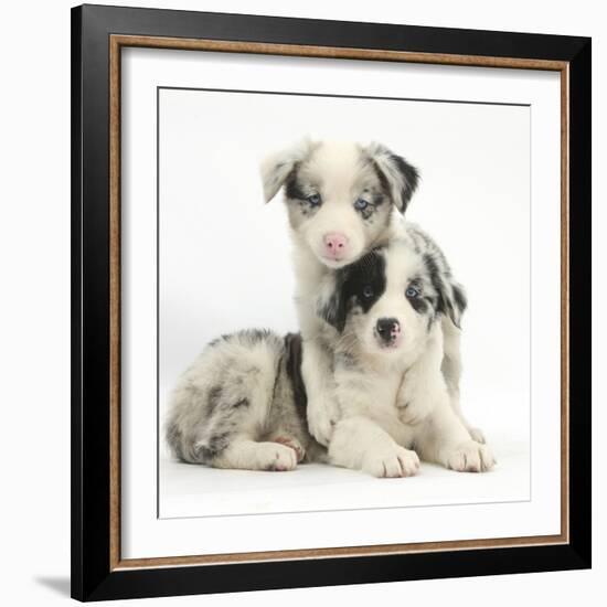 Merle Border Collie Puppies-Mark Taylor-Framed Photographic Print