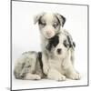 Merle Border Collie Puppies-Mark Taylor-Mounted Photographic Print