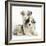 Merle Border Collie Puppies-Mark Taylor-Framed Photographic Print