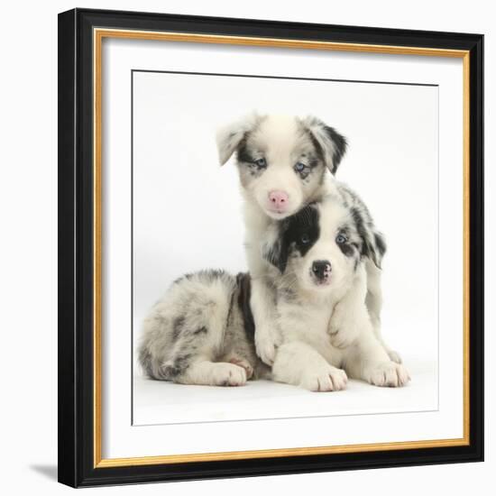 Merle Border Collie Puppies-Mark Taylor-Framed Photographic Print