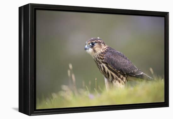 Merlin (Falco columbarius), captive, Cumbria, England-Ann and Steve Toon-Framed Premier Image Canvas