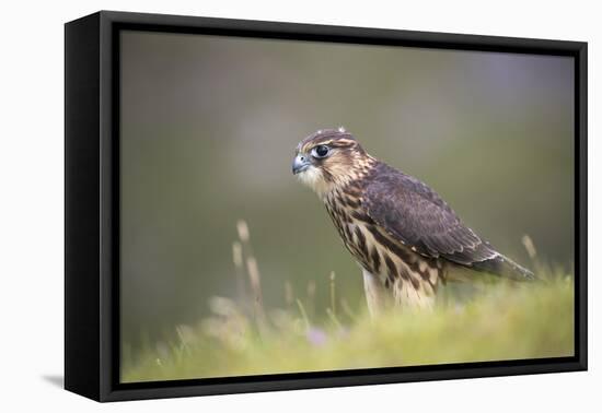Merlin (Falco columbarius), captive, Cumbria, England-Ann and Steve Toon-Framed Premier Image Canvas