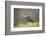 Merlin (Falco columbarius), captive, Cumbria, England-Ann and Steve Toon-Framed Photographic Print