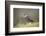 Merlin (Falco columbarius), captive, Cumbria, England-Ann and Steve Toon-Framed Photographic Print