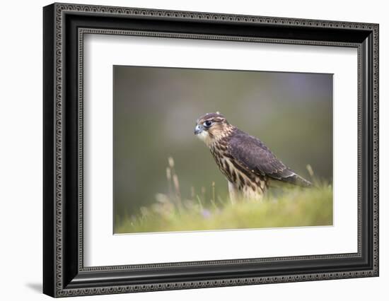 Merlin (Falco columbarius), captive, Cumbria, England-Ann and Steve Toon-Framed Photographic Print