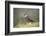 Merlin (Falco columbarius), captive, Cumbria, England-Ann and Steve Toon-Framed Photographic Print