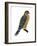 Merlin (Falco Columbarius), Pigeon Hawk, Birds-Encyclopaedia Britannica-Framed Art Print