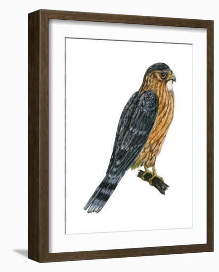 Merlin (Falco Columbarius), Pigeon Hawk, Birds-Encyclopaedia Britannica-Framed Art Print