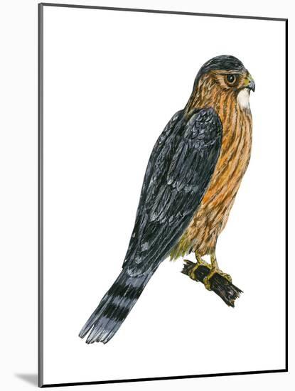 Merlin (Falco Columbarius), Pigeon Hawk, Birds-Encyclopaedia Britannica-Mounted Art Print