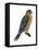 Merlin (Falco Columbarius), Pigeon Hawk, Birds-Encyclopaedia Britannica-Framed Stretched Canvas