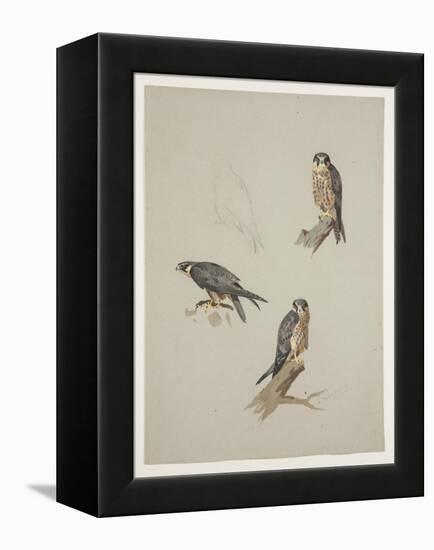 Merlin Male, C.1915 (W/C & Bodycolour over Pencil on Paper)-Archibald Thorburn-Framed Premier Image Canvas