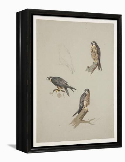 Merlin Male, C.1915 (W/C & Bodycolour over Pencil on Paper)-Archibald Thorburn-Framed Premier Image Canvas