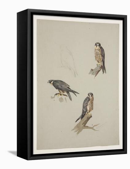 Merlin Male, C.1915 (W/C & Bodycolour over Pencil on Paper)-Archibald Thorburn-Framed Premier Image Canvas
