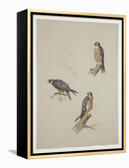 Merlin Male, C.1915 (W/C & Bodycolour over Pencil on Paper)-Archibald Thorburn-Framed Premier Image Canvas