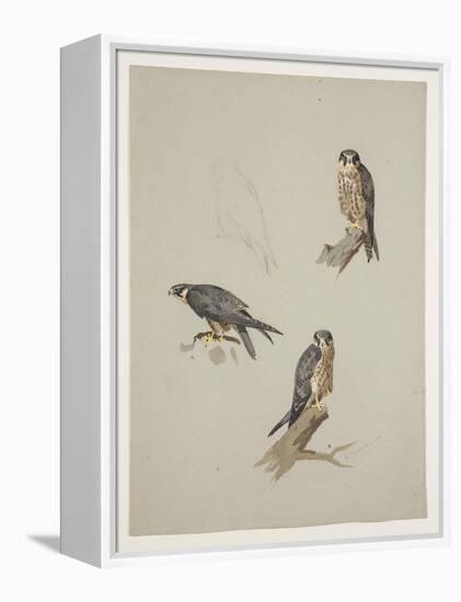 Merlin Male, C.1915 (W/C & Bodycolour over Pencil on Paper)-Archibald Thorburn-Framed Premier Image Canvas