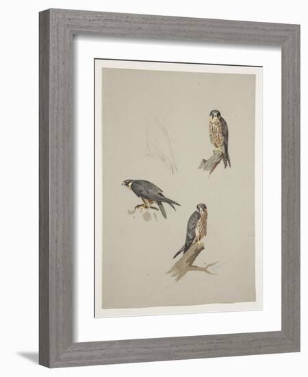 Merlin Male, C.1915 (W/C & Bodycolour over Pencil on Paper)-Archibald Thorburn-Framed Giclee Print