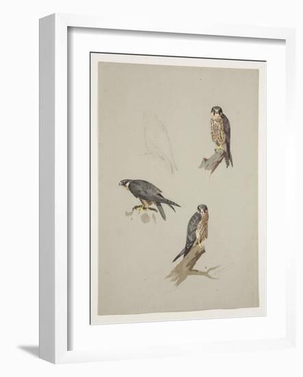 Merlin Male, C.1915 (W/C & Bodycolour over Pencil on Paper)-Archibald Thorburn-Framed Giclee Print