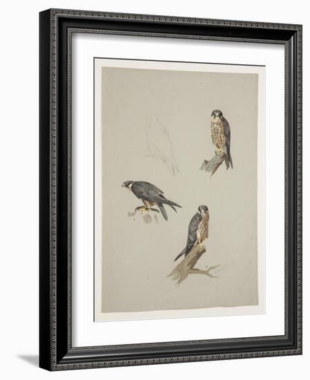 Merlin Male, C.1915 (W/C & Bodycolour over Pencil on Paper)-Archibald Thorburn-Framed Giclee Print