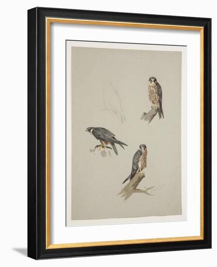 Merlin Male, C.1915 (W/C & Bodycolour over Pencil on Paper)-Archibald Thorburn-Framed Giclee Print